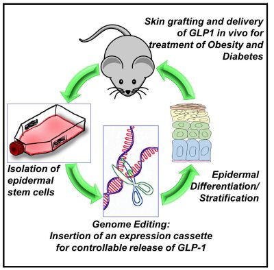 糖尿病最新研究進(jìn)展 工程與技術(shù)驅(qū)動的革命性突破